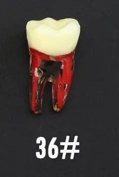 36# (LL6 Pirmą Molinis) Dantų Endo Šaknų Kanalų, Dantų Studijų Praktikos Modelis Kilgore Nissin Tipas